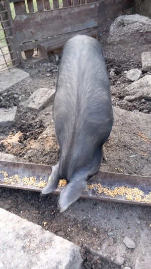 vînd doi porci - imagine 2