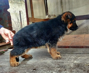 Mascul ciobănesc german cu pedigree  - imagine 3