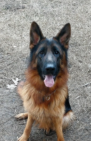 Mascul ciobănesc german cu pedigree  - imagine 5