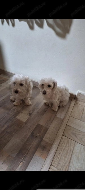 Vând 2  bichoni de 2 ani 