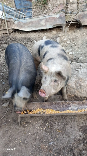 vînd doi porci - imagine 5