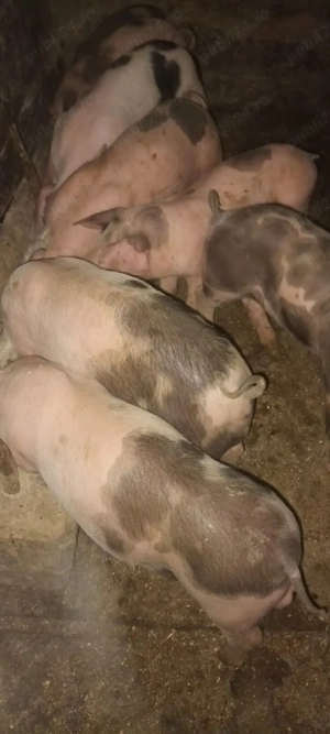 vând purcei de 2 luni!!!!