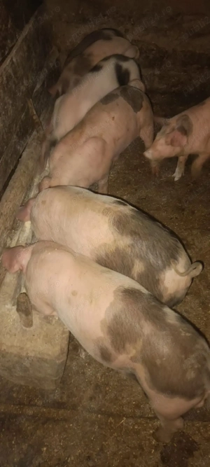 vând purcei de 2 luni!!!!