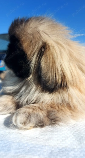 Baiat de 4 luni, vaccinat si carnet - imagine 4