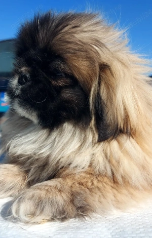 Baiat de 4 luni, vaccinat si carnet - imagine 3