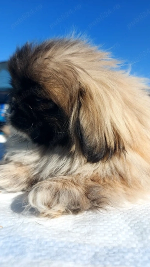 Baiat de 4 luni, vaccinat si carnet - imagine 2