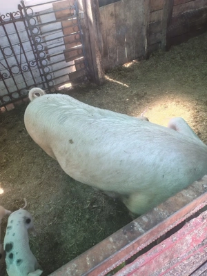 Vând scroafa pentru sacrificare sau producție purcei - imagine 2