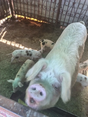 Vând scroafa pentru sacrificare sau producție purcei