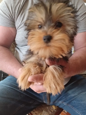 yorkshire terrier  - imagine 3