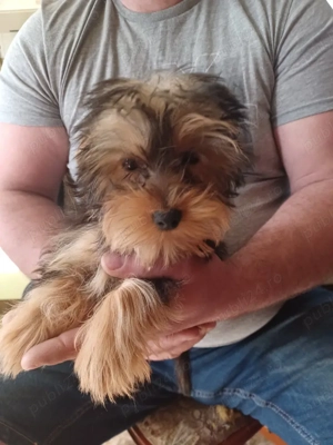 yorkshire terrier  - imagine 2