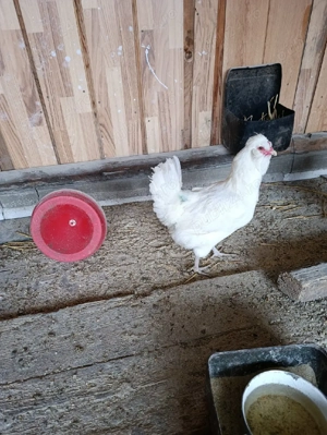 Ouă pt incubat gaini ouatoare rasa Schijndelaar  - imagine 2