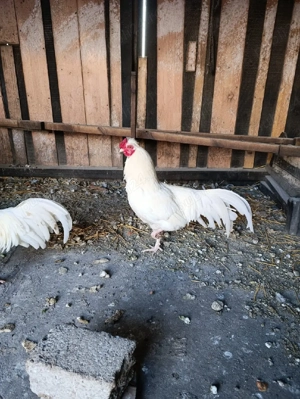 Ouă pt incubat gaini ouatoare rasa Schijndelaar  - imagine 3