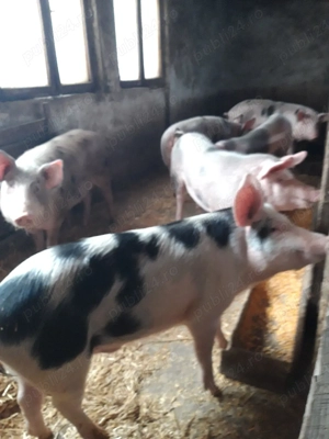 Grasuni de vanzare  - imagine 3