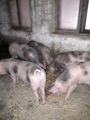 Grasuni de vanzare  - imagine 5