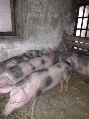 Grasuni de vanzare  - imagine 4