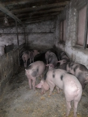 purcei de vânzare  - imagine 5