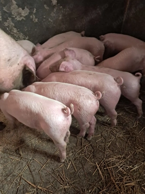 Vand purcei landrace - imagine 2