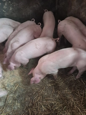 Vand purcei landrace