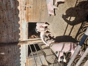 Purcei de vanzare  - imagine 2