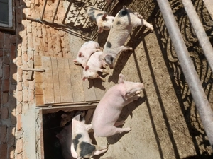 Purcei de vanzare  - imagine 3