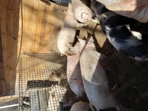 Burlinci de vanzare - imagine 3