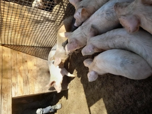 Burlinci de vanzare - imagine 2