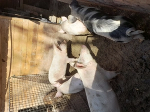 Burlinci de vanzare - imagine 4