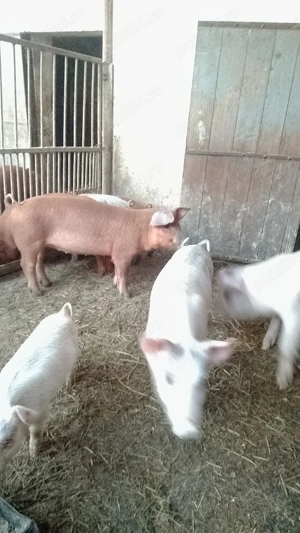 Purcei de vanzare - imagine 3