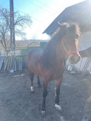 Vand iapa de 3 ani - imagine 4