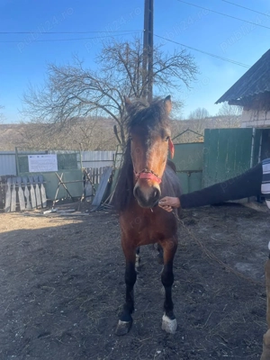 Vand iapa de 3 ani - imagine 2