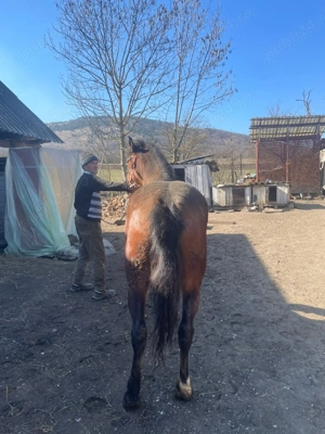 Vand iapa de 3 ani - imagine 3