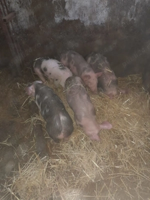 Vând soldani - imagine 2