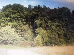 GRATIS 500.mp.VIND teren cu padure 1,05.Ha.( zona Moneasa, loc. Cuied.).