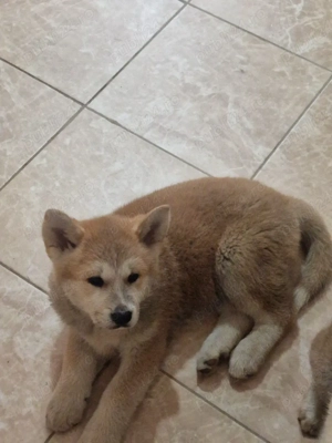 Akita inu superbi isi cauta stăpâni iubitori! - imagine 5