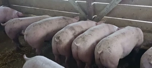 vând soldani, medie  55 kg (toți masculi castraţi) - imagine 2