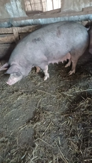 vând purcele belgiene genstante  - imagine 3