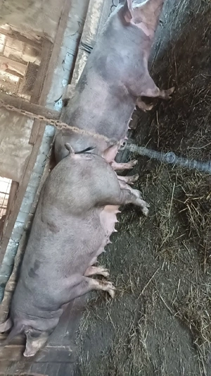 vând purcele belgiene genstante  - imagine 4