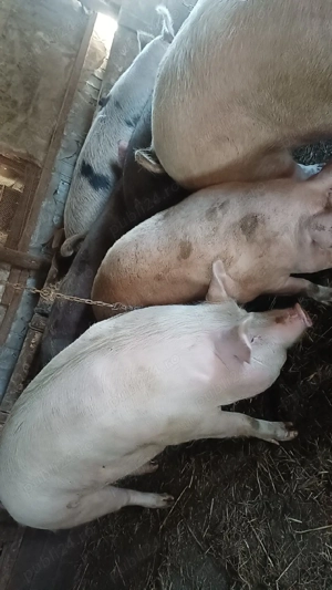 vând purcele belgiene genstante  - imagine 5