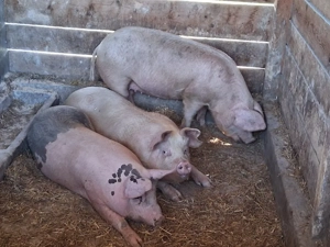 vând porci 90-110 kg pentru sacrificare sau pentru ținut  - imagine 2