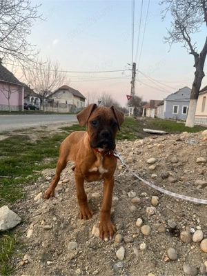 Vand pui de Boxer German - imagine 2