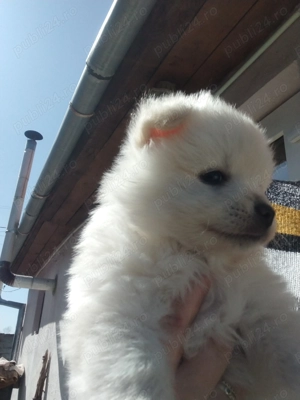 Pui de Pomeranian 