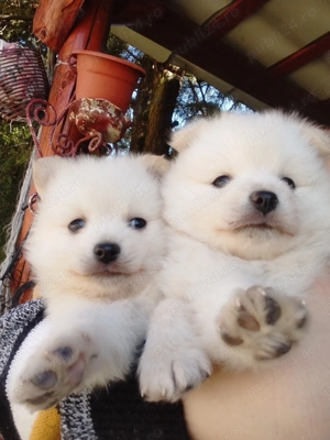 Pui de Pomeranian  - imagine 3