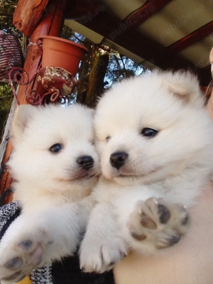 Pui de Pomeranian  - imagine 2