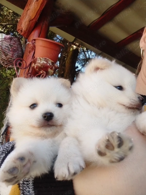 Pui de Pomeranian  - imagine 4