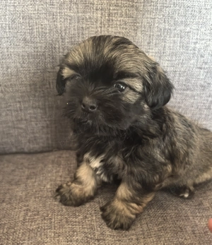 Puii shih-tzu adorabili - imagine 4