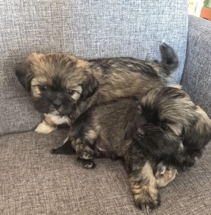 Puii shih-tzu adorabili - imagine 3