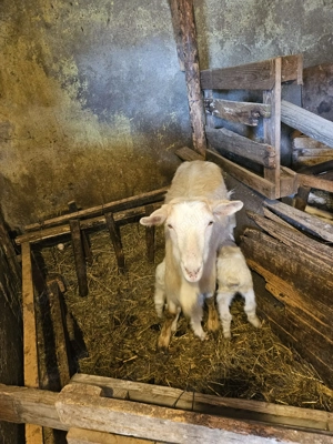 Vand o capra alpina la prima fatare cu o ieduta de 2 săptămâni...vând 2 capre cu 6 iezi - imagine 4