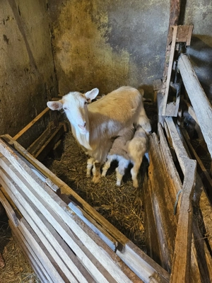 Vand o capra alpina la prima fatare cu o ieduta de 2 săptămâni...vând 2 capre cu 6 iezi - imagine 5