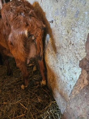 Vand o capra alpina la prima fatare cu o ieduta de 2 săptămâni...vând 2 capre cu 6 iezi - imagine 2