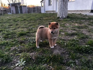 Căței Shiba inu fetiță grăsuță 